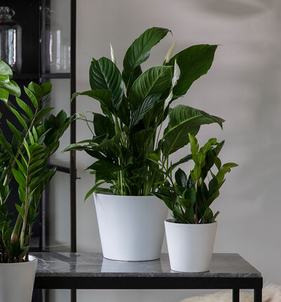 Zamioculcas i hvit potte Zamioculcas i hvit potte